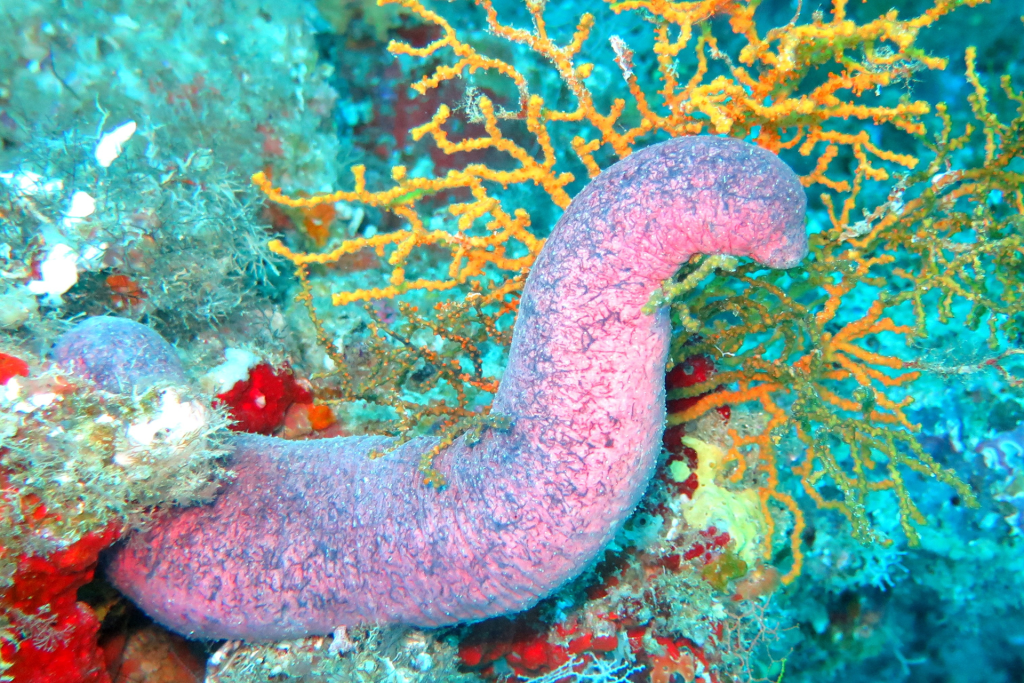 Sea Cucumber Extract: Ancient Marine Wisdom for Modern Immune Health